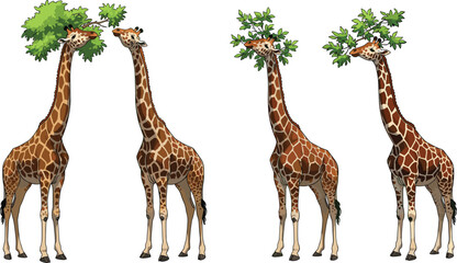 Cartoon giraffes eating leaves, tall wildlife animals standing together, cute giraffe illustrations for children’s design, nature artwork, safari themed vector © Shuvo creative