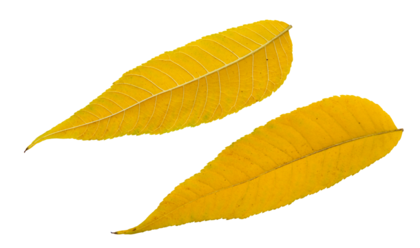 The picture shows two leaves isolated on a white background