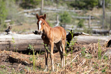 Baby colt wild horse with blaze in the Apache Sitgreaves National Forest mountains in Heber Arizona United States