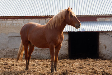 Horses on a village farm. Beautiful horses against the background of the village. Raising healthy animals..