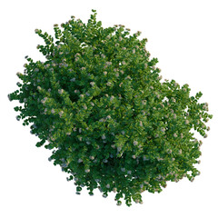 Obraz premium Nyctanthes arbor tristis tree plan, top view, cutout 4k, transparent background, Lush blooming bush with delicate white flowers, vibrant green foliage