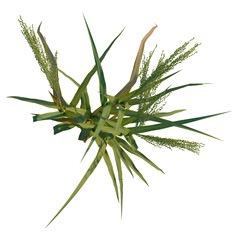 Naklejka premium Panicum miliaceum tree plan, top view, cutout 4k, transparent background, Stunning sorghum plant overhead view, lush green foliage and seed heads