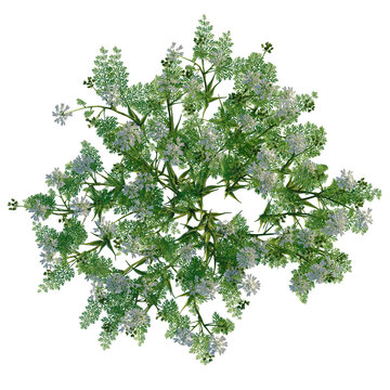 Orlaya grandiflora tree plan, top view, cutout 4k, transparent background, Delicate white flowers bloom beautifully on lush green foliage aerial view