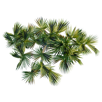 Pandanus utili tree plan, top view, cutout 4k, transparent background, Lush green tropical palm tree from above for design elements and concepts