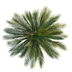 Naklejka premium Phoenix dactylifera tree plan, top view, cutout 4k, transparent background, Lush green palm tree from above evokes tropical paradise island vibes