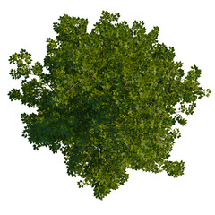 Poplar tree plan, top view, cutout 4k, transparent background, Lush green tree canopy with vibrant...