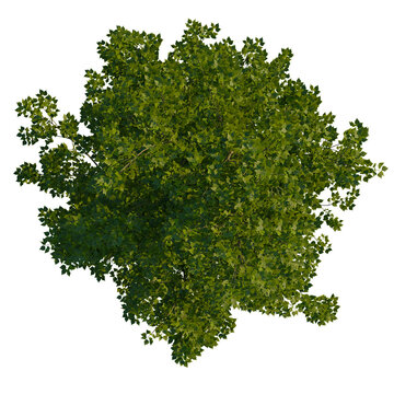 Poplar tree plan, top view, cutout 4k, transparent background, Lush green tree canopy with vibrant foliage providing summer shade
