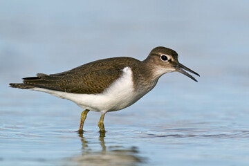 Common sandpiper (Actitis hypoleucos)