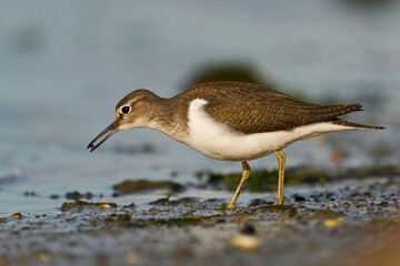 Common sandpiper (Actitis hypoleucos)