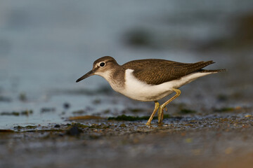 Common sandpiper (Actitis hypoleucos)