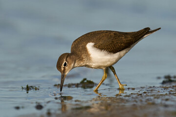 Common sandpiper (Actitis hypoleucos)