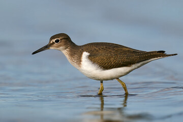 Common sandpiper (Actitis hypoleucos)