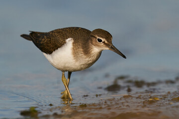 Common sandpiper (Actitis hypoleucos)