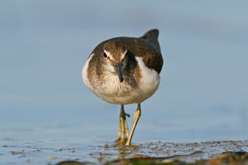 Common sandpiper (Actitis hypoleucos)