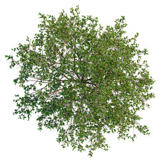 Obraz premium Prunus padus tree plan, top view, cutout 4k, transparent background, Top view of a vibrant blueberry bush lush with leaves and berries