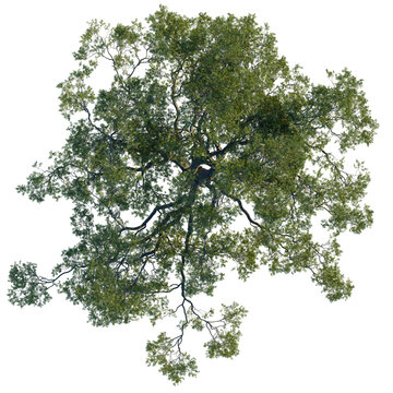 Fototapeta Quercus agrifolia tree plan, top view, cutout 4k, transparent background, Majestic treetop view for landscape design, perfect for urban planning needs