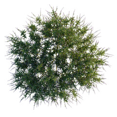 Fototapeta premium Salvia leucantha tree plan, top view, cutout 4k, transparent background, Ornamental russian sage aerial view showcasing delicate purple blooms