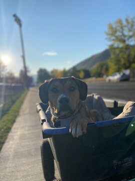 Dog being carted in a wagon 