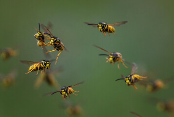 swarm of dangerous insects striped wasps flying in summer garden on green background