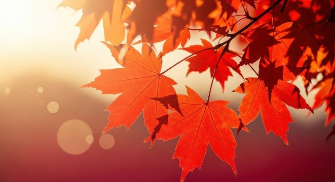 Bright red maple leaves glowing on a tree branch outdoors during a warm golden autumn sunset - Powered by Adobe