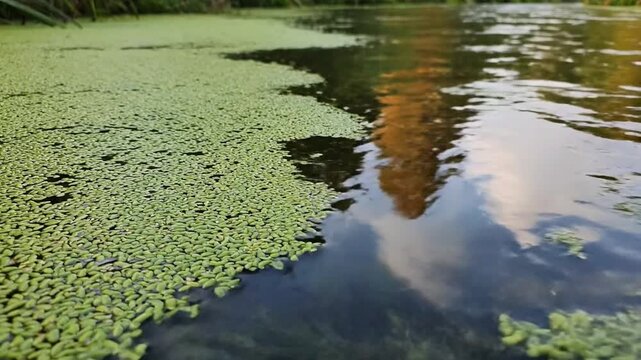 Serene pond with green duckweed and reflections