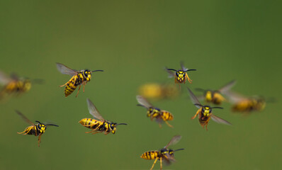 swarm of dangerous insects striped wasps flying in summer garden on green background straight