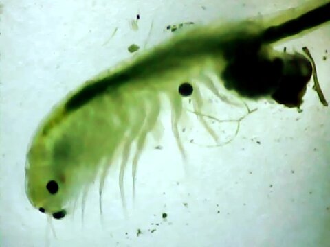 Artemia moving a little on a microscope glass