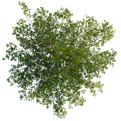 Obraz premium Terminalia Catappa tree plan, top view, cutout 4k, transparent background, Lush treetop canopy foliage aerial view for landscaping and design projects