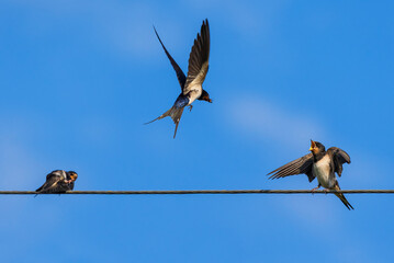 A baby barn swallow sits on wires waiting for its parents and flaps its wings
