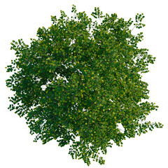 Tilia platyphyllos tree plan, top view, cutout 4k, transparent background, Lush green tree canopy...