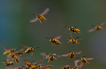 a small swarm of dangerous insects striped wasps flying in a summer garden against the background of greenery