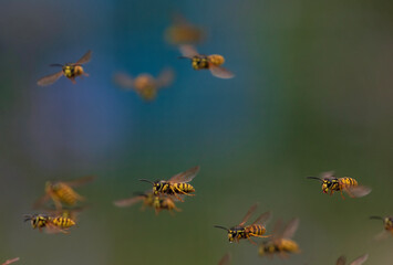 small swarm of dangerous insects striped wasps flying in a summer garden against the background of greenery