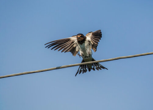 A barn swallow bird with a water strider insect in its beak perches on wires with its wings outstretched.
