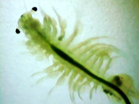 Artemia moving a little on a microscope glass
