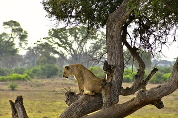 Lion Posing on a Tree