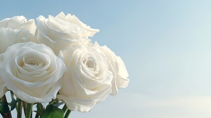 Elegant white roses against a soft blue sky for wedding and decorative designs