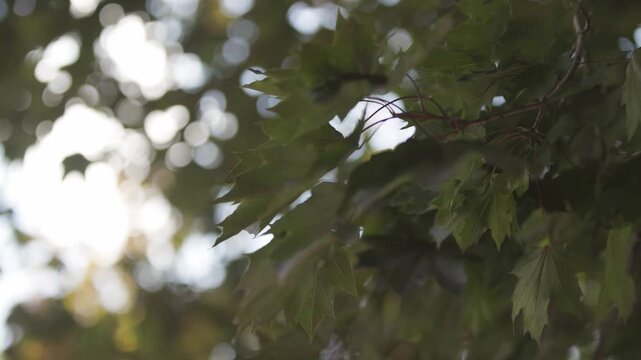 Super slo mo slow motion of green oak tree leaves in central Ohio region of American midwest near Columbus, OH warm spring weather as branches of trees in woods forest sway in the wind