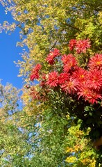 Bright red flowers bloom under a clear blue sky in a vibrant autumn landscape