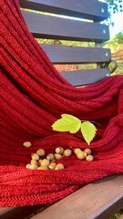 Cozy autumn afternoon with a red knit blanket and fallen nuts on a park bench