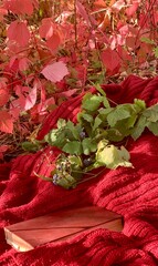 Cozy autumn scene with red blanket, fresh herbs, and vibrant fall leaves in a peaceful outdoor setting