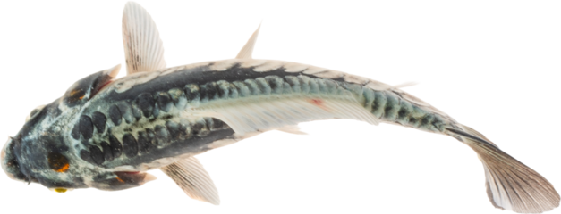 Koi Fish Isolated (Transparent PNG)