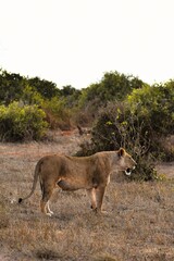 Lioness Standing in the African Plains
