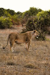 lioness in the savannah