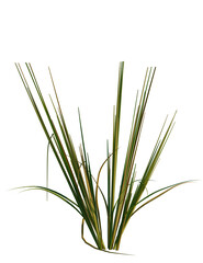 Obraz premium Oryza sativa tree 8k, front view, cutout, transparent background, isolate, Elegant ornamental grass adds a touch of nature with transparent ease.