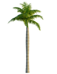 Fototapeta premium Royal palm tree 8k, front view, cutout, transparent background, isolate, Majestic palm tree casting shadows evokes tropical paradise vibes today