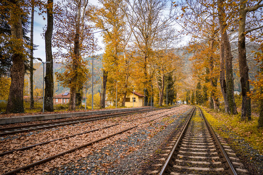 railroad tracks covered with autumn leaves