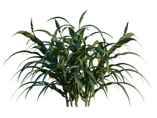 Sorghum bicolor tree 8k, front view, cutout, transparent background, isolate, Lush green foliage plant, detailed leafy texture for design projects