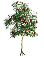 Sorbus aucuparia tree 8k, front view, cutout, transparent background, isolate, Vibrant rowan tree with bright red berries, perfect for autumn designs
