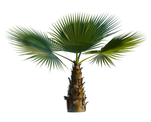 Washingtonia filifera tree 8k, front view, cutout, transparent background, isolate, Majestic palm tree with vibrant green leaves for tropical paradise vibes