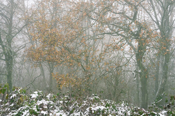 Nebel bei Frost im November, im Wald bei Eichen noch Laub am Baum